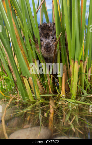 Nahaufnahme einer eurasischen Schermaus (Arvicola Amphibius) peeping durch Schilf Stockfoto