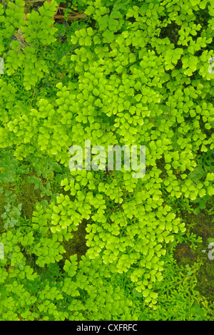 Grüne Farne Muster im Regenwald. Stockfoto