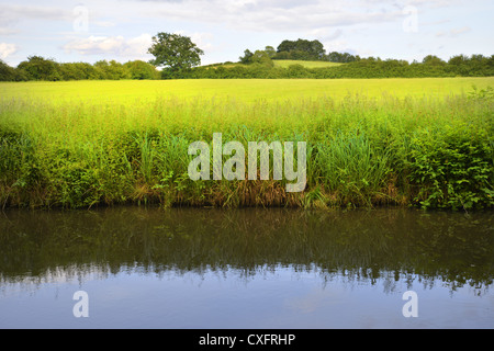 Das Ufer eines Flusses mit Büschen und Bäumen. Stockfoto