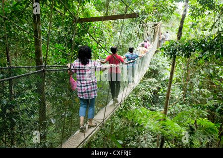 Canopy Walk im Mt. Kinabalu National Park Stockfoto