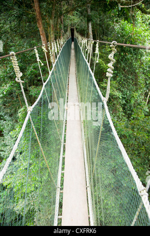 Canopy Walk im Mt. Kinabalu National Park Stockfoto