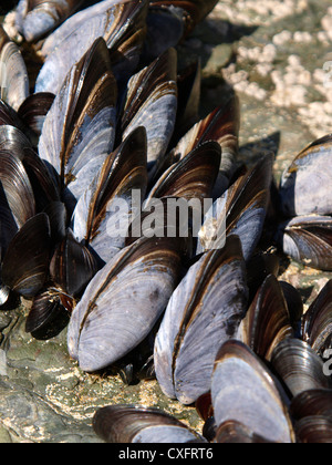 Miesmuscheln wachsen auf einem Felsen, Cornwall, UK Stockfoto