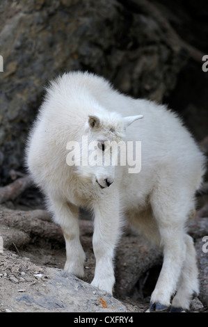 Ein Baby Bergziege zu Fuß auf einem steilen Berghang. Stockfoto