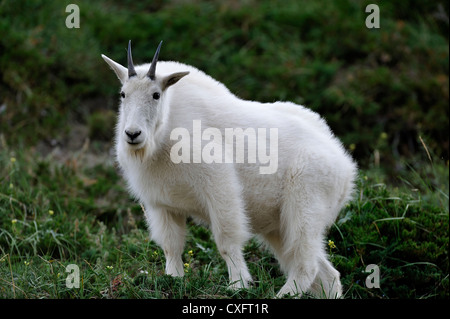 Eine weiße Bergziege "Oreamnos Americanus stehende Berg Vegetation Stockfoto