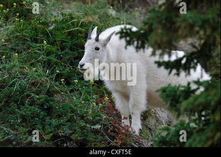 Eine Bergziege "Oreamnos Americanus Nahrungssuche in der Berg-Vegetation. Stockfoto