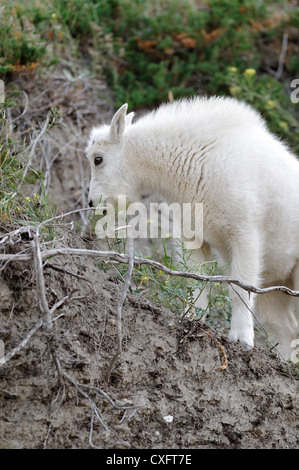 Ein Baby Bergziege Futtersuche auf wilden Blumen. Stockfoto