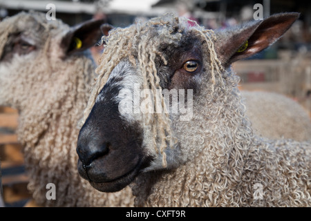 Teeswater Schafrassen, gepflegte Show Tiere, Slick geschert reinrassen, Vieh, Halfter zeigt auf der Masham Sheep Fair, North Yorkshire Dales, Großbritannien Stockfoto