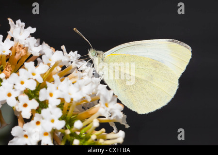 Kleine weiße Schmetterling füttern. Stockfoto