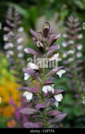 Ein Acanthus Mollis oder Bär der Reithose Werk in eine exotische Grenze von einem englischen Garten Stockfoto