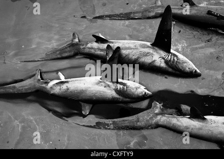 Toten Fuchshaie liegen in der Blutlache auf den Strand von Puerto Lopez, Ecuador. Stockfoto