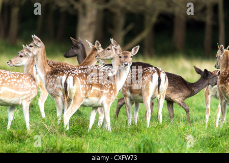 Damwild-Herde Stockfoto