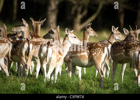 Damwild-Herde Stockfoto