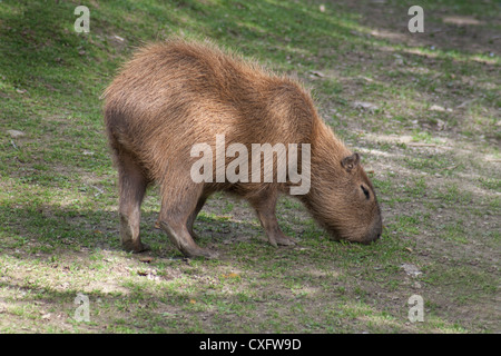 Capybara - das weltweit größte lebende Nagetier Stockfoto