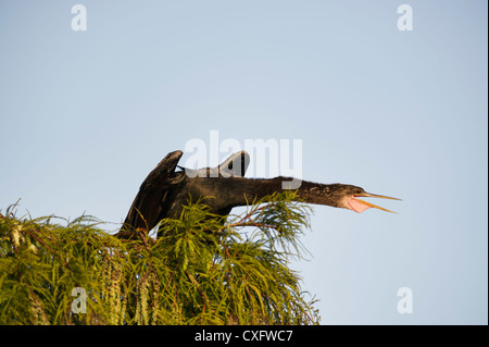 Anhinga (Snakebird) thront in einer Zypresse am Rand des Wassers an den Ufern des Flusses Haines Creek Lake County in Florida. Stockfoto