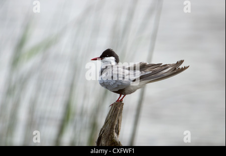 WEISSBART-SEESCHWALBE-Chlidonias Hybridus. Frankreich Stockfoto