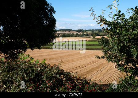 Bosworth Schlachtfeld Landschaft Stockfoto