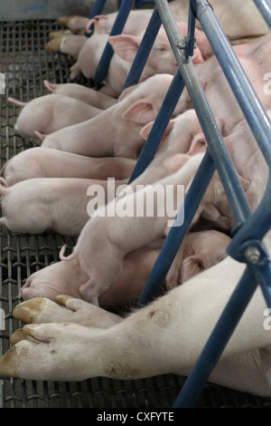 Schweine im Abferkelbereich Käfig. Stockfoto