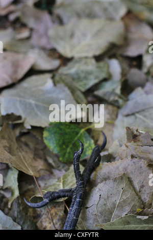 Eine Nahaufnahme des Fußes eine tote Krähe in den Blättern. Stockfoto