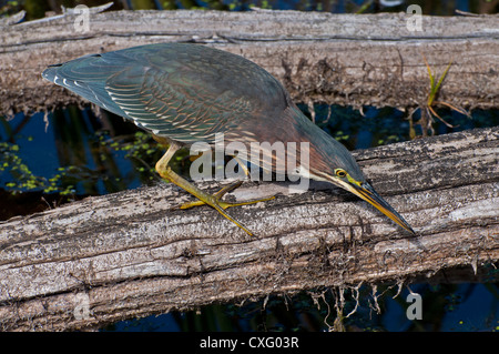 Ein grüner Reiher in Ile Bizard Marsh, balanciert, um zu schlagen. Stockfoto
