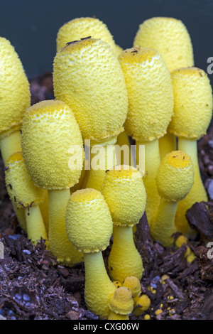 Leucocoprinus Birnbaunii, eine helle gelbe Pilz, der häufig in Töpfen mit Zimmerpflanzen und in Gewächshäusern wächst Stockfoto