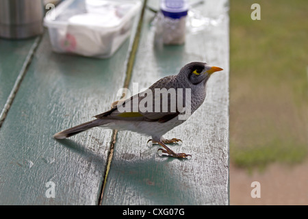 Australische laut Bergmann Manorina melanocephala Stockfoto