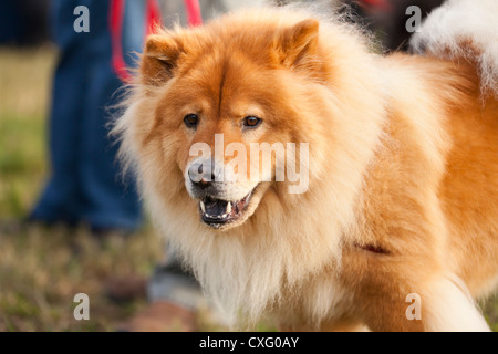 Chow Chow Hund an der Leine Stockfoto