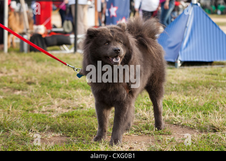 Dunkle braune Jacke Chow-Chow Hund an der Leine Stockfoto