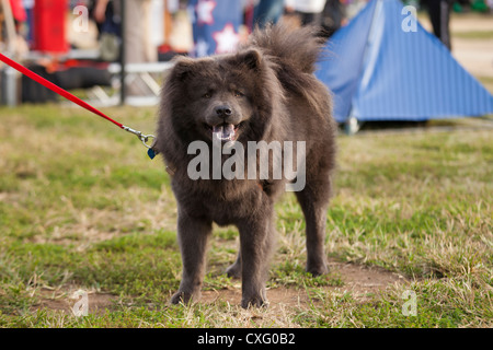 Dunkle braune Jacke Chow-Chow Hund an der Leine Stockfoto