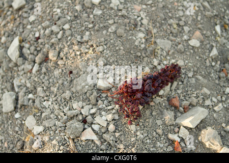 Einem einzigen Cluster von getrockneten Weintrauben auf dem Boden. Stockfoto