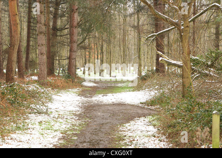 Ersten Schnee des Winters Stockfoto