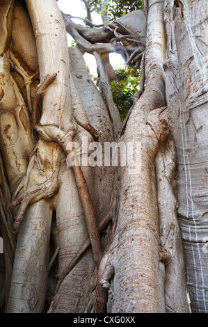 Wurzeln und Zweige der Ficus Macrophylla in der Villa Garibaldi von Palermo in Sizilien Stockfoto