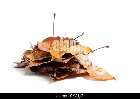 Ein Stapel von rostigen farbigen Herbst oder Herbstlaub Stockfoto