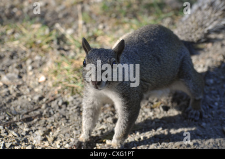 Eichhörnchen sitzend auf Straße Stockfoto