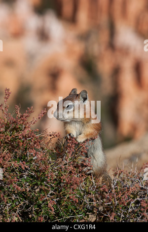 Chipmunk auf einem Strauch mit einem Hintergrundbokeh des Bryce Canyon. Garfield County, Utah, USA. Stockfoto