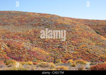Einsamer toter Baum, umgeben von Sträuchern in lebendigen Herbstfarben. Mesa Verde National Park, Montezuma County, Colorado, USA. Stockfoto