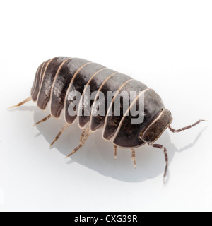 Pille-Bug Armadillidium Vulgare Arten isoliert auf weißem Hintergrund Stockfoto