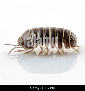 Pille-Bug Armadillidium Vulgare Arten isoliert auf weißem Hintergrund Stockfoto