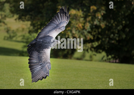 Graue Bussard Eagle (chilenische Blue Eagle, Eagle Black-chested Bussard) Stockfoto