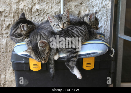 Hauskatze, Felis Silvestris catus Stockfoto