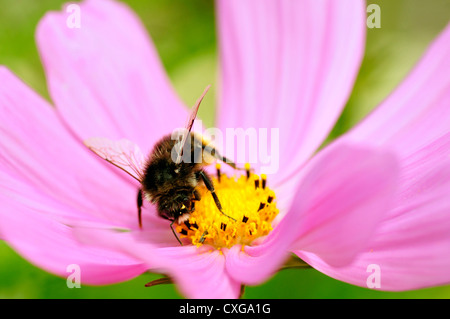 Makroaufnahme einer Honigbiene (Apis) ernähren sich von rosa Cosmos Blume Stockfoto