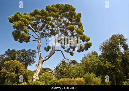 Kiefer im Parc De La Colline du Chateau - Nizza, Frankreich Stockfoto