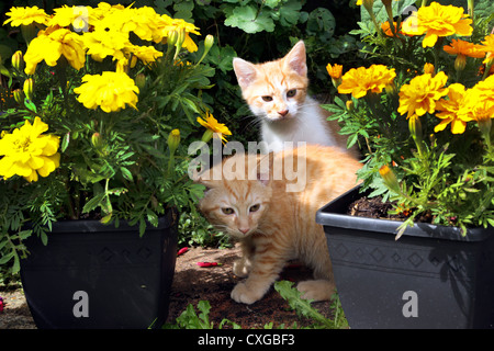 Zwei Ingwer Kätzchen von Blumen im Garten Stockfoto