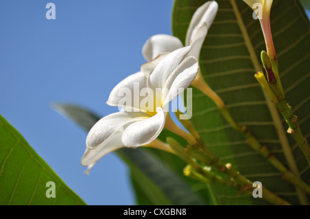 Gemeinsamen weißen Frangipani Poona, Maharashtra, Indien Stockfoto