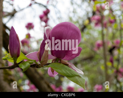 Blühende Blume eine Untertasse-Magnolie (Magnolia X soulangiana, Magnoliaceae) Stockfoto