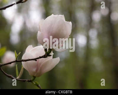 Blühende Blume eine Untertasse-Magnolie (Magnolia X soulangiana, Magnoliaceae) Stockfoto