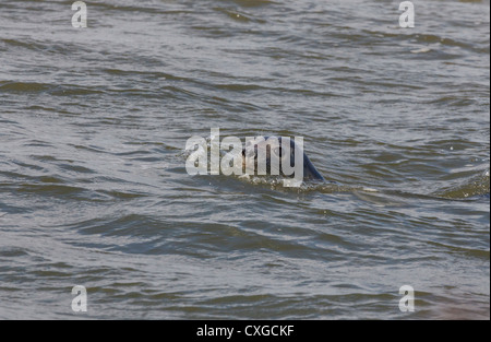 Kegelrobben Schwimmen im Blakeney point, North Norfolk, warten auf die Flut zu schwinden. Stockfoto