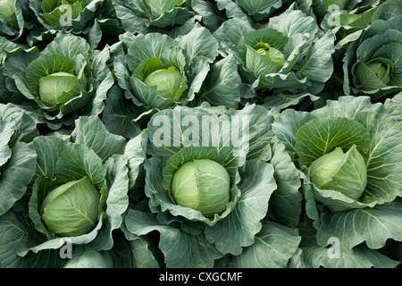 weißer Kopf Kohl in der Schlange wachsen auf Feld Stockfoto