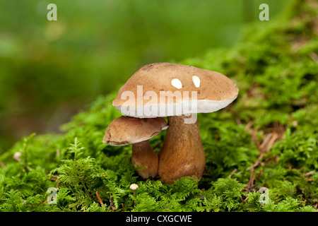 zwei giftige Steinpilze wachsen auf Moos Stockfoto