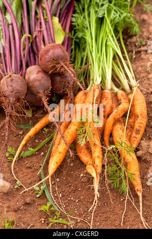 Karotten und Rüben erntefrisch aus dem Hausgarten. Stockfoto