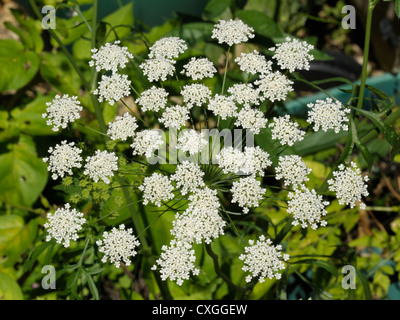 Bullwort, Ammi majus Stockfoto